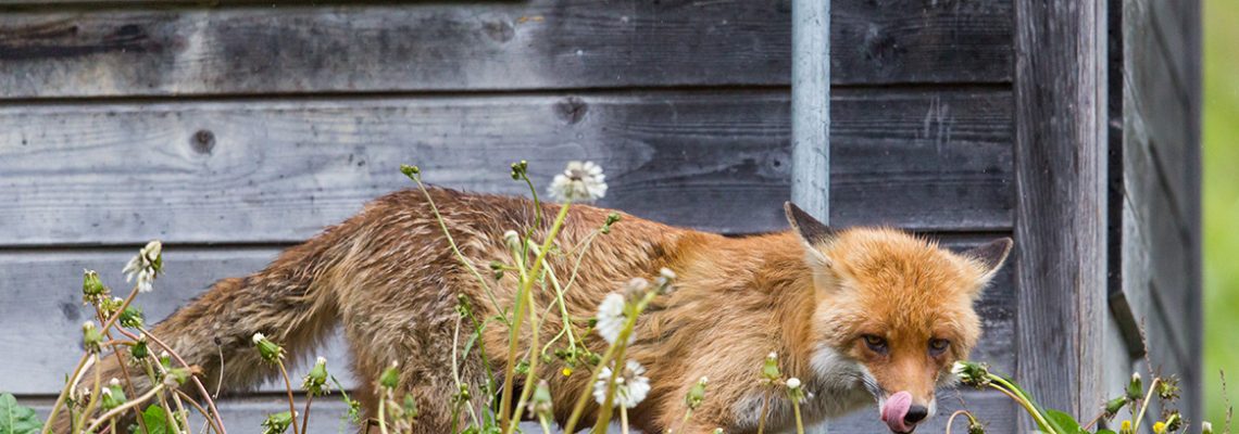 renard-tue-agneaux