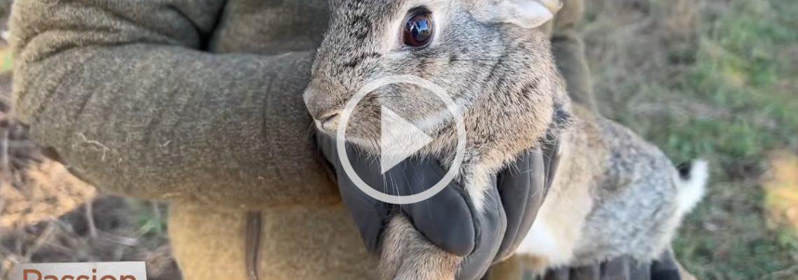 reprise de lapins dans le nord