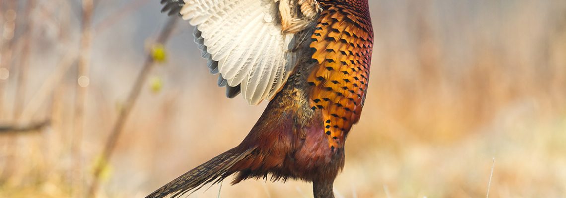 Réseau oiseaux de passage : le rapport 2017