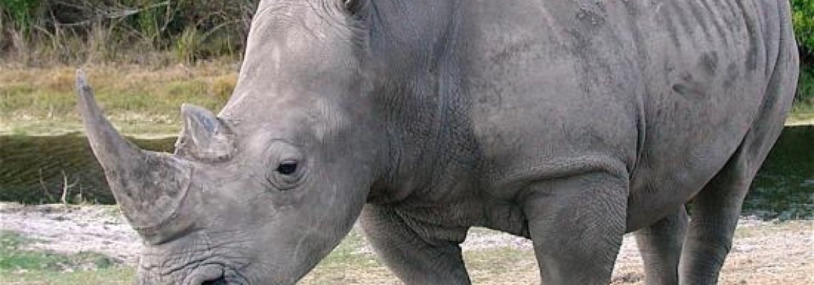 rino-blanc