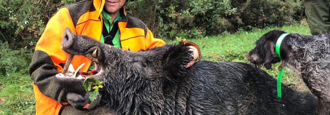 Récit : un sanglier de 213 kilos prélevé en Loire-Atlantique