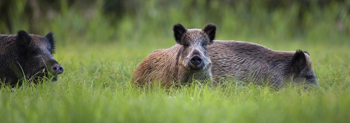 sanglier-age
