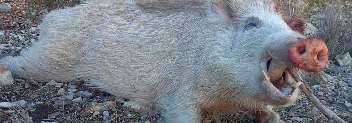 sanglier blanc espagne