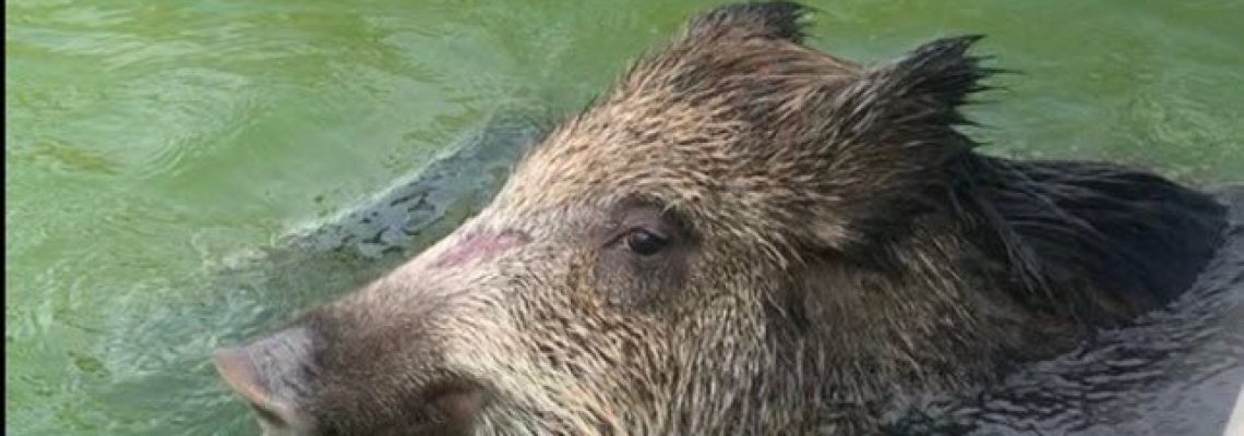 sanglier coincé dans une piscine jura