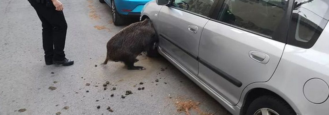 sanglier coincé dans une voiture