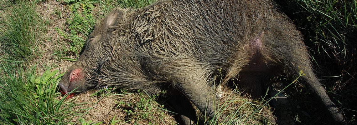 sanglier-mort