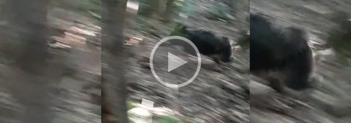 sanglier percute un arbre