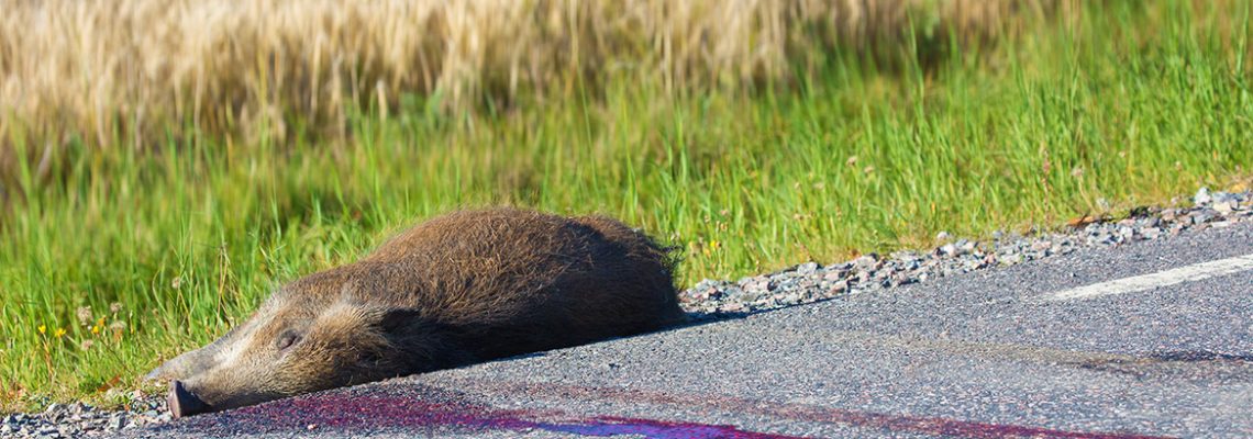 La police abat un sanglier sur le périphérique Nantais