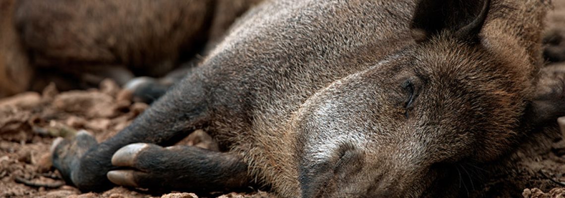 sanglier-peste-porcine-chasse