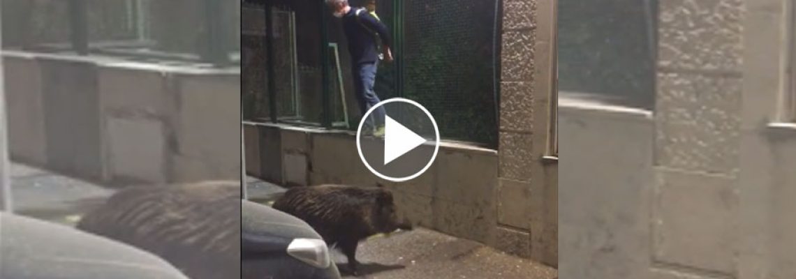 sanglier-peur-pasant