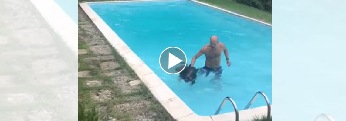 sanglier-piscine