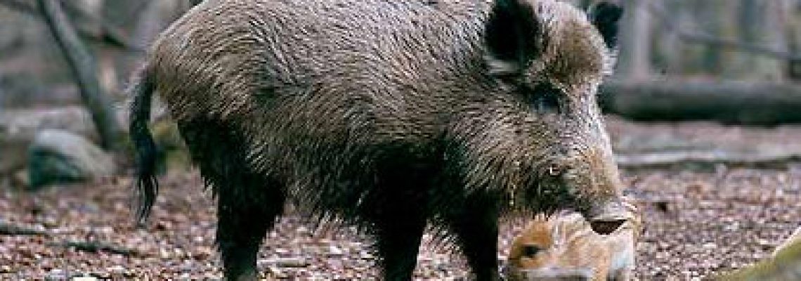 sanglier