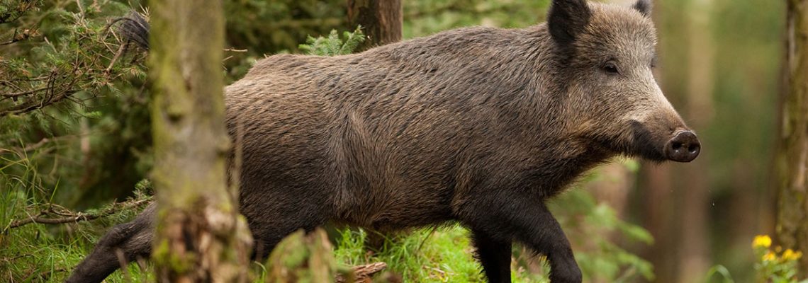 sanglier