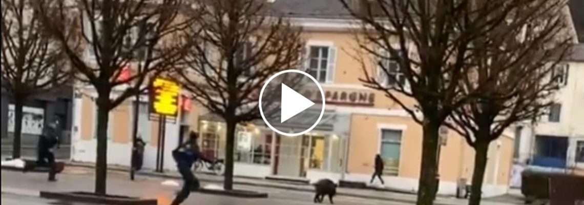 sanglier-saint-claude