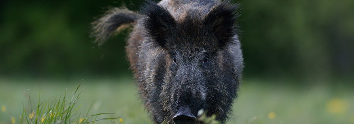 sanglier-saute