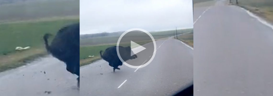 sanglier traverse juste devant une voiture