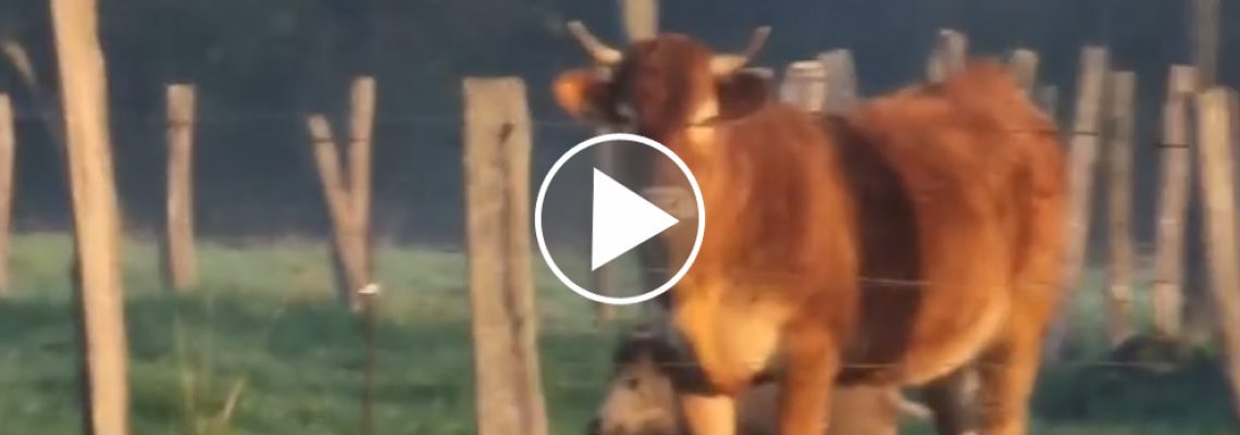 sanglier-vache