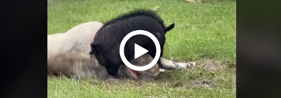 sanglier vache