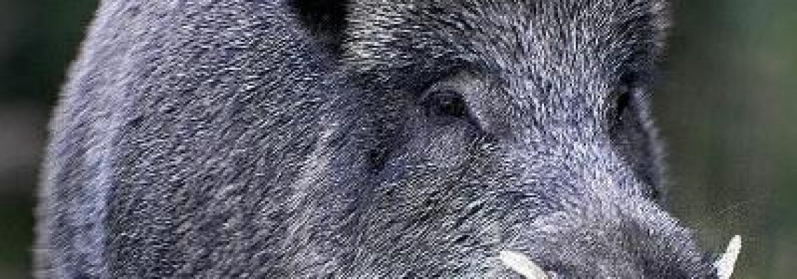 sanglier1