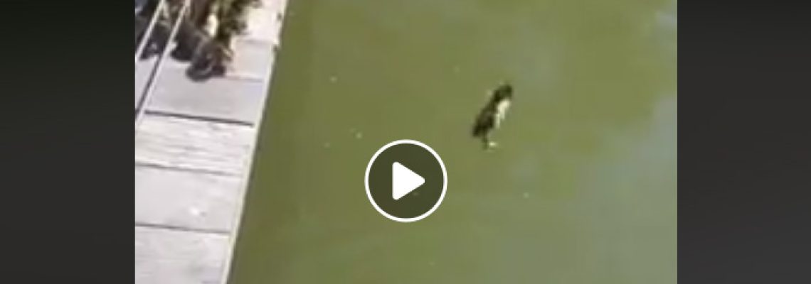 saut-canard