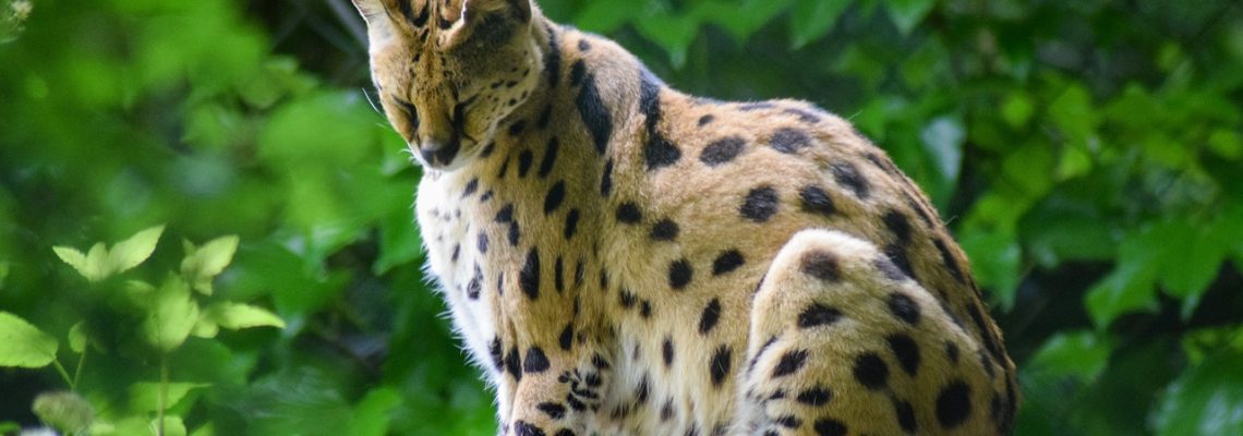 Serval