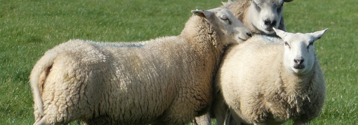 moutons