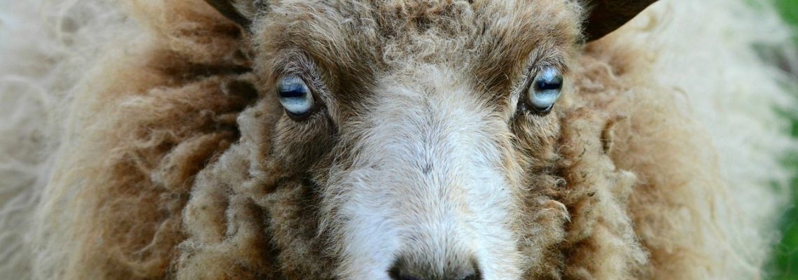 les moutons ont mangé 300 kg de cannabis médical