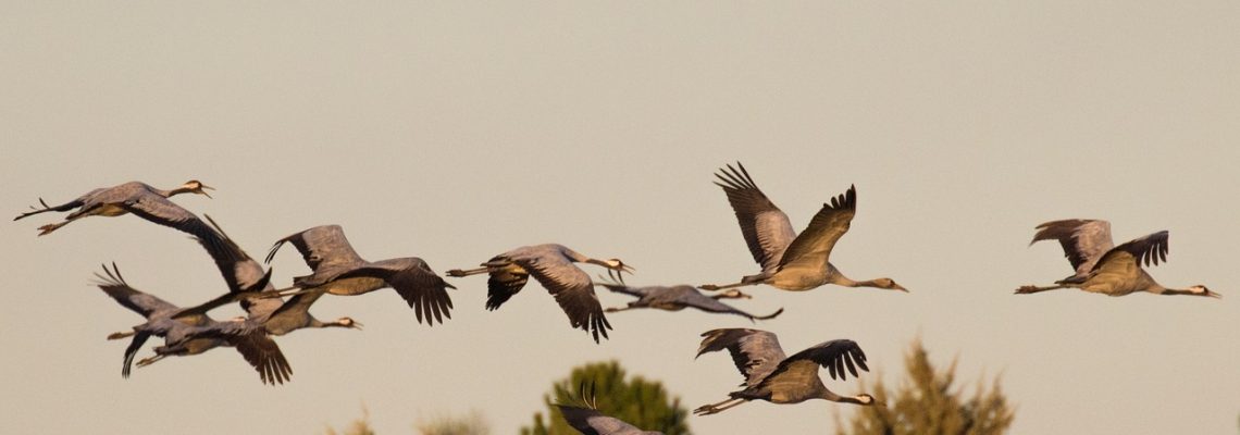 Grues cendrées en Camargue