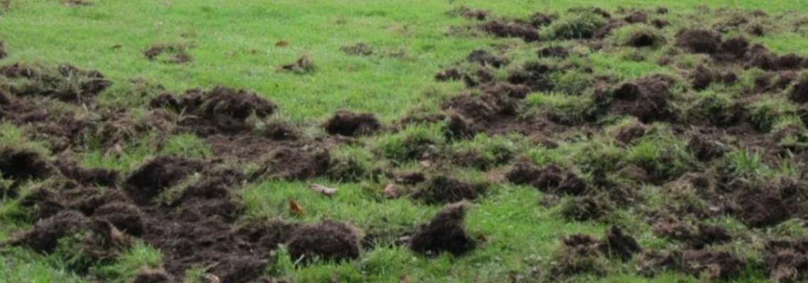 terrain de foot de marsaneix ravagé par les sangliers