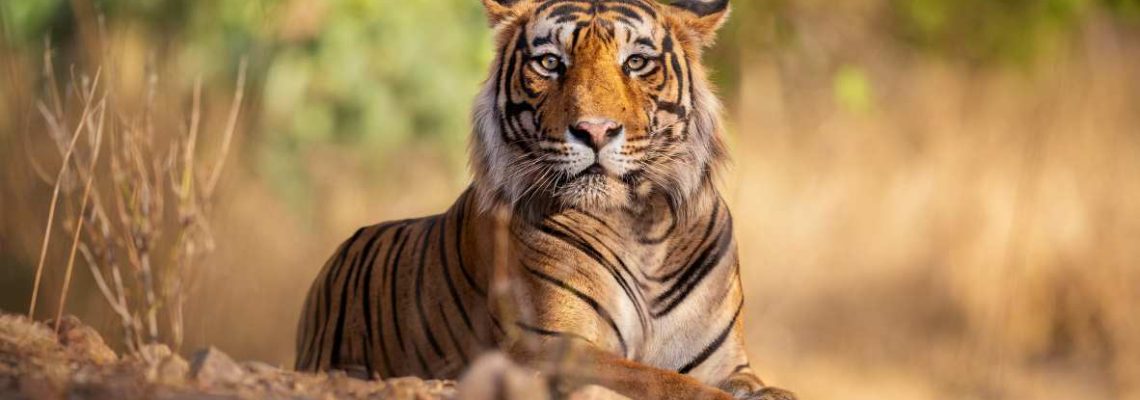 tigre