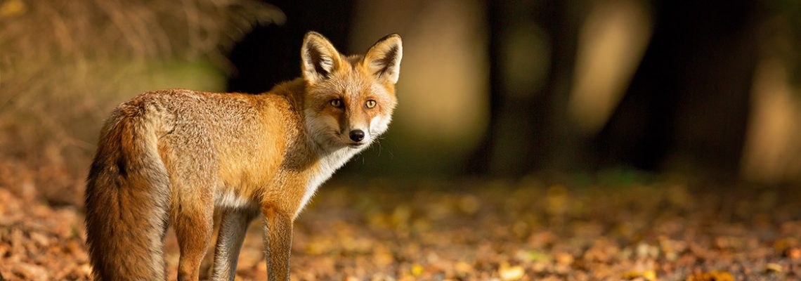 tir-renard-nuit