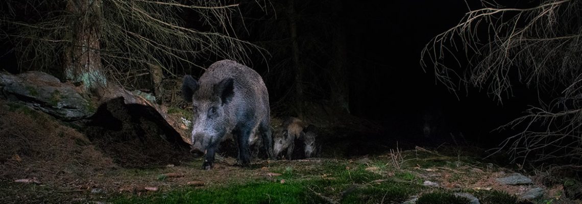 tir-sanglier-nuit-oise