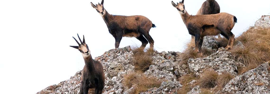 tirs-chamois-correze