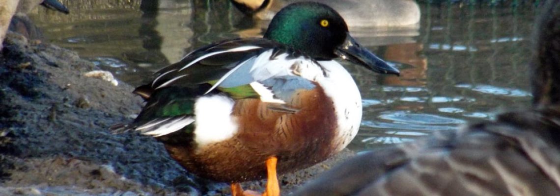 tout-savoir-appelants-chasse