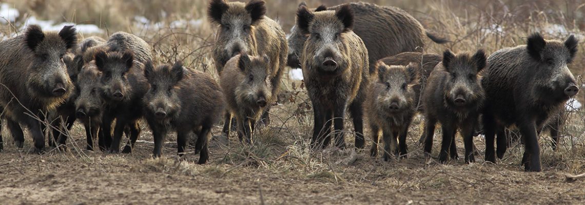 présence de la trichinellose chez certains sangliers dans le gard