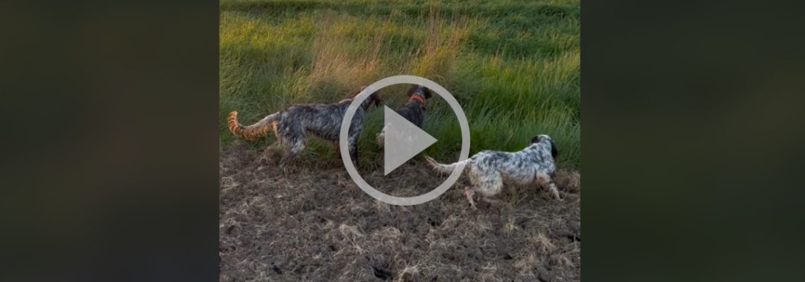 trois setters à l'arrêt