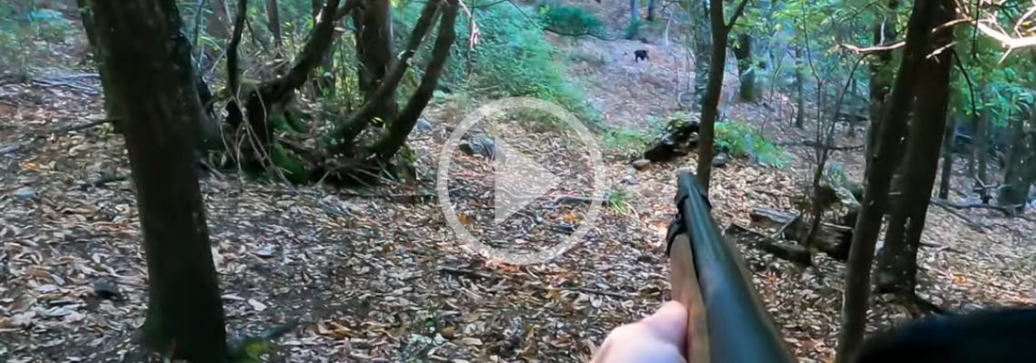 un beau prélèvement de sanglier en Corse du sud