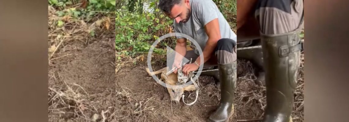 un chasseur landais sauve un chevreuil 2