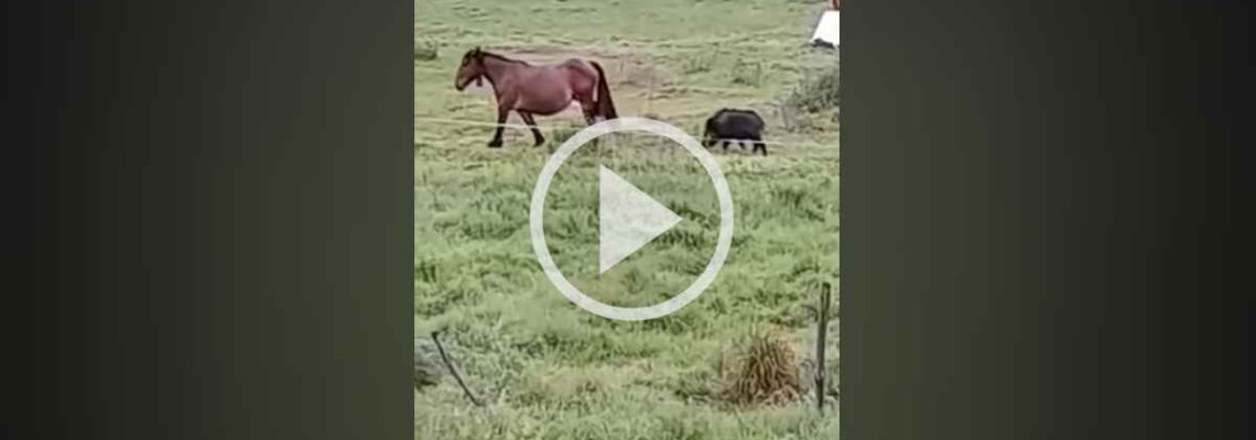 Vidéo] Un sanglier ennuie un cheval qui va lui envoyer une violente ruade  en pleine face - Chasse Passion