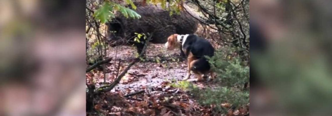un chien de chasse pris d'une forte envie juste devant un sanglier