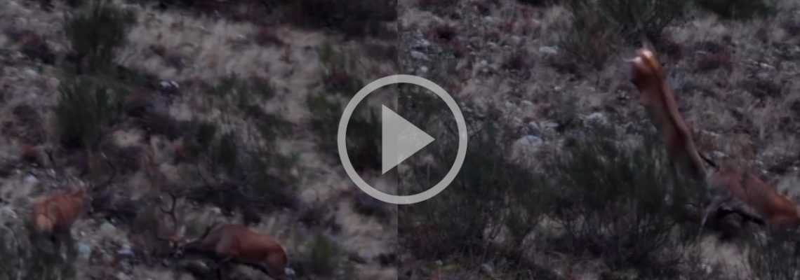 un combat brutal entre deux cerfs