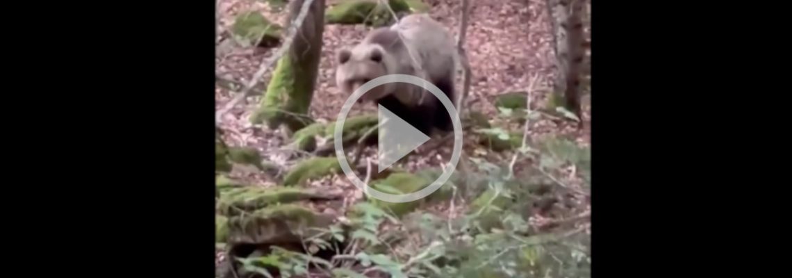un cueilleur de champignons rencontre un ours dans les Pyrénées