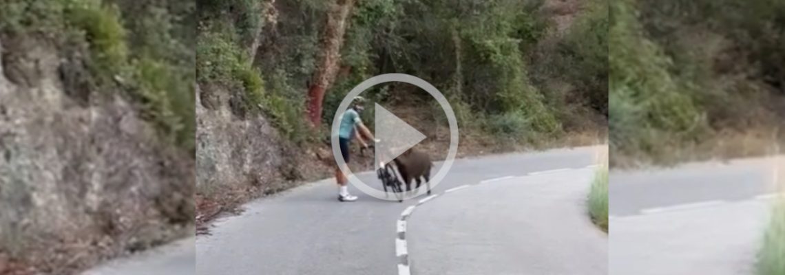 un cycliste ennuyé par un sanglier