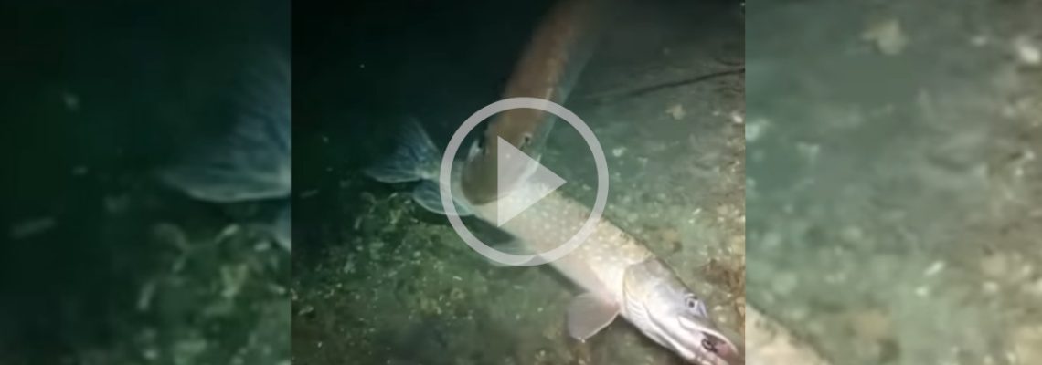 un énorme brochet mord dans un brochet