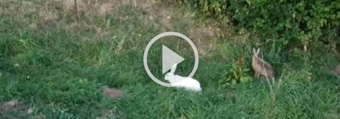 un lièvre albinos filmé par drone