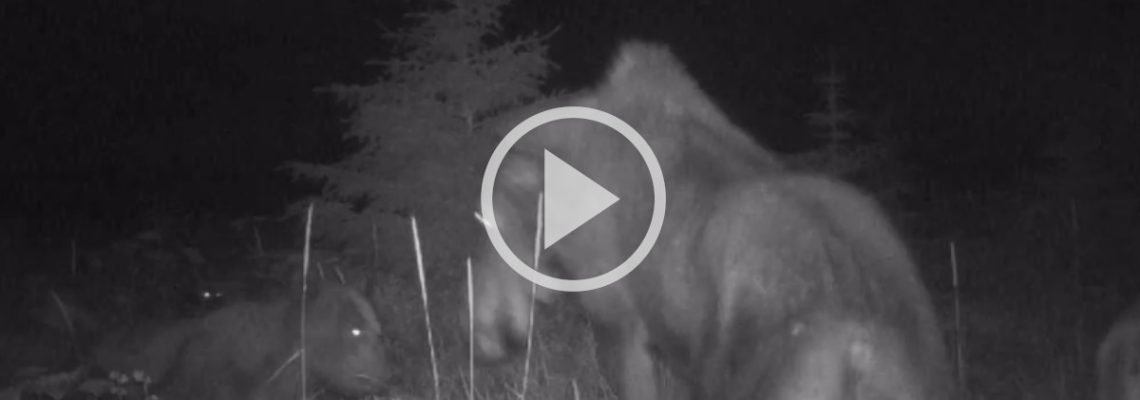 un loup et un ours attaquent des orignaux