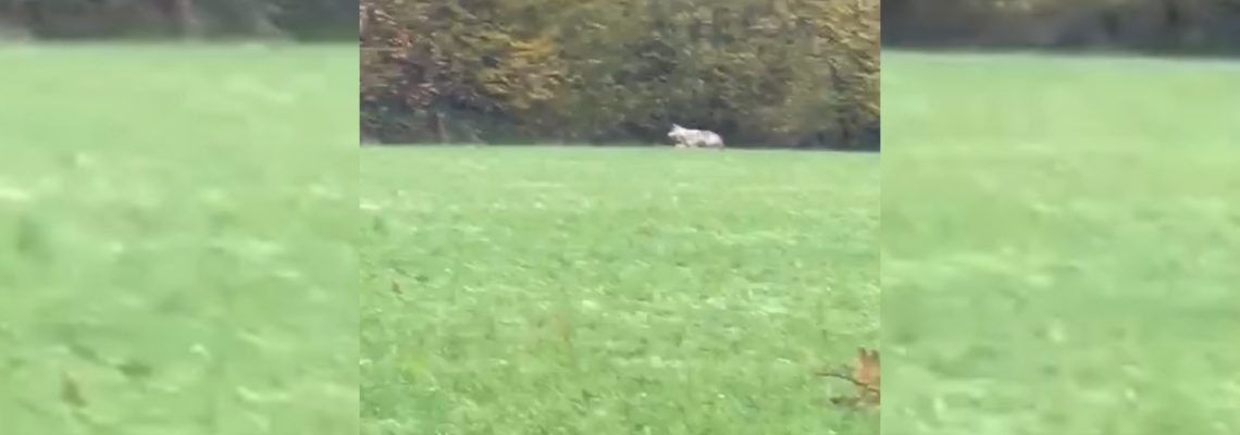 un loup filmé à Grâces