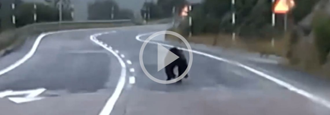 un ours fait un sprint à la frontière ariégeoise
