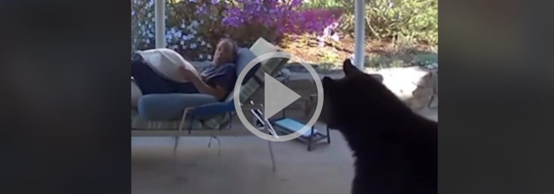 un ours surprend un homme sur sa terrasse
