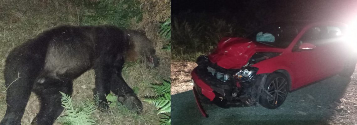 un ours tué dans un accident de la route en espagne